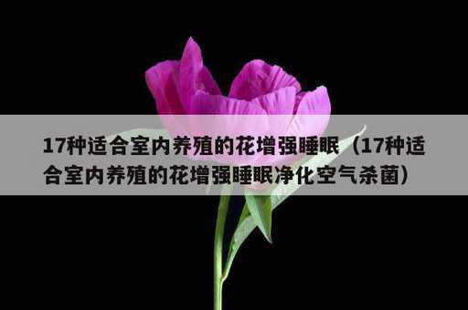 17种适合室内养殖的花增强睡眠？17种适合室内养殖的花增强睡眠净化空气杀菌_https://www.86362.com_资讯_第1张