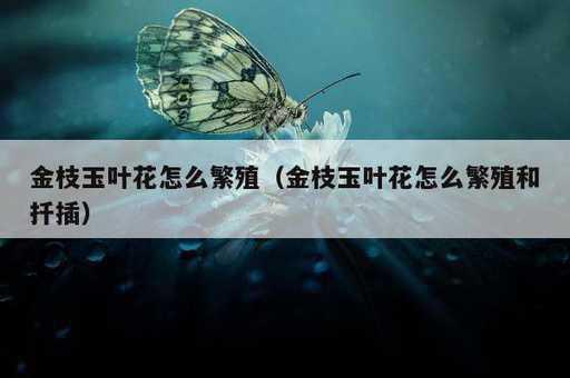 金枝玉叶花怎么繁殖？金枝玉叶花怎么繁殖和扦插_https://www.86362.com_资讯_第1张