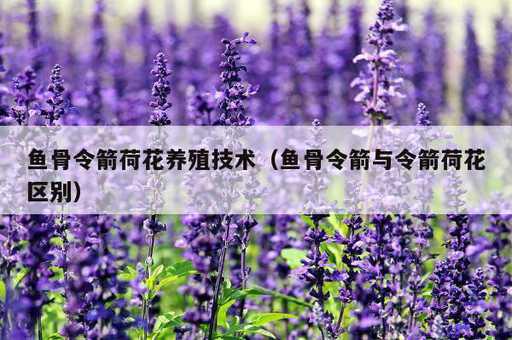 鱼骨令箭荷花养殖技术？鱼骨令箭与令箭荷花区别_https://www.86362.com_资讯_第1张