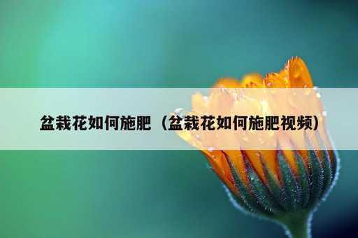 盆栽花如何施肥？盆栽花如何施肥视频_https://www.86362.com_资讯_第1张