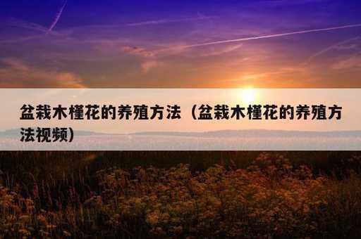 盆栽木槿花的养殖方法？盆栽木槿花的养殖方法视频