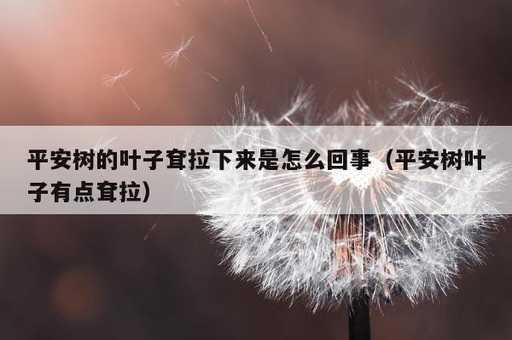 平安树的叶子耷拉下来是怎么回事？平安树叶子有点耷拉