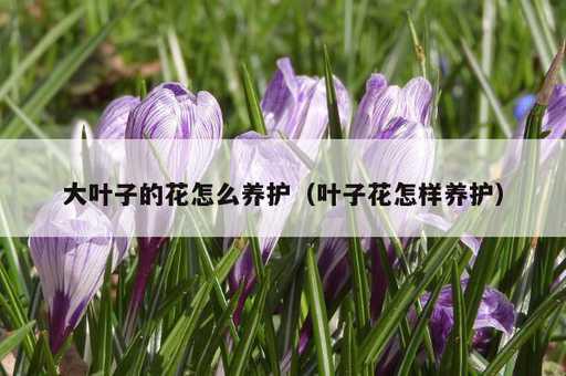 大叶子的花怎么养护？叶子花怎样养护