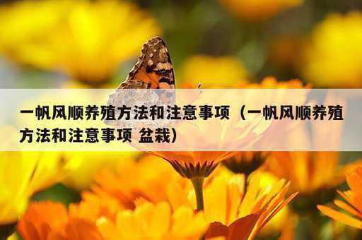 一帆风顺养殖方法和注意事项？一帆风顺养殖方法和注意事项 盆栽_https://www.86362.com_资讯_第1张