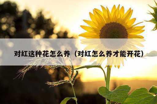 对红这种花怎么养？对红怎么养才能开花