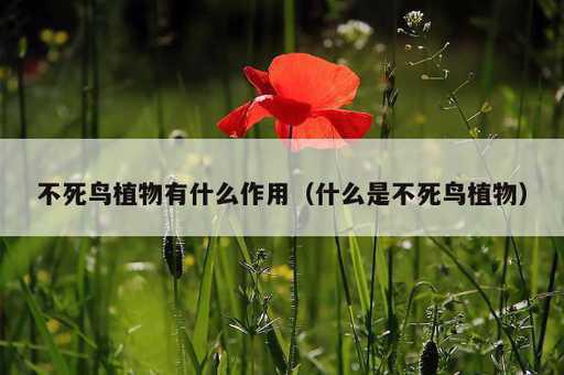 不死鸟植物有什么作用？什么是不死鸟植物_https://www.86362.com_资讯_第1张