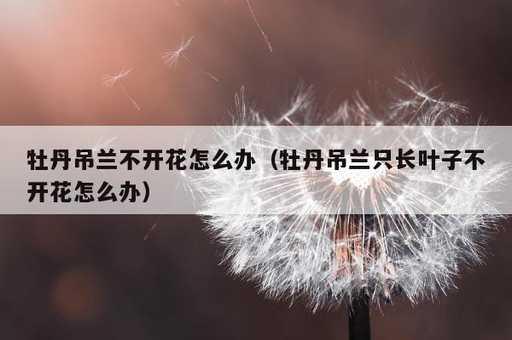 牡丹吊兰不开花怎么办？牡丹吊兰只长叶子不开花怎么办