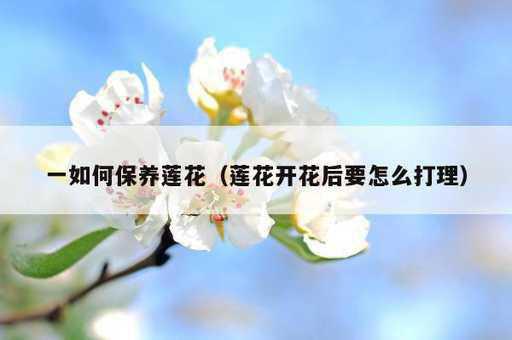 一如何保养莲花？莲花开花后要怎么打理