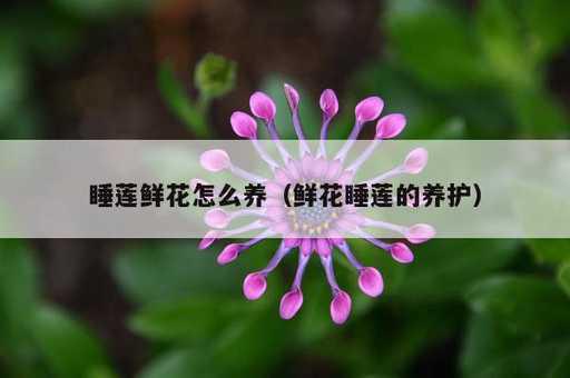 睡莲鲜花怎么养？鲜花睡莲的养护