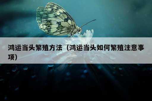 鸿运当头繁殖方法？鸿运当头如何繁殖注意事项_https://www.86362.com_资讯_第1张