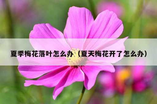 夏季梅花落叶怎么办？夏天梅花开了怎么办