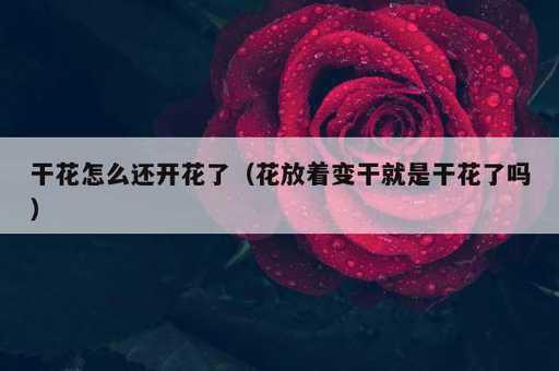 干花怎么还开花了？花放着变干就是干花了吗_https://www.86362.com_资讯_第1张