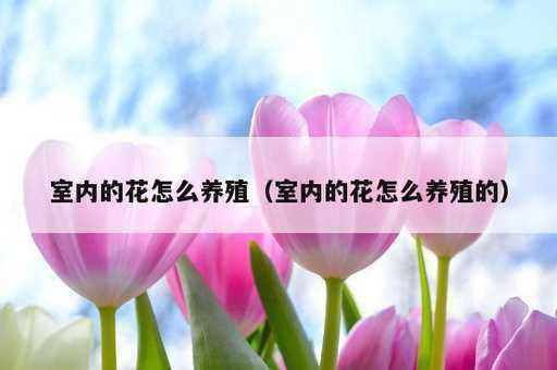 室内的花怎么养殖？室内的花怎么养殖的_https://www.86362.com_资讯_第1张