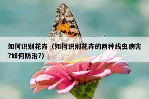 如何识别花卉？如何识别花卉的两种线虫病害?如何防治?_https://www.86362.com_资讯_第1张