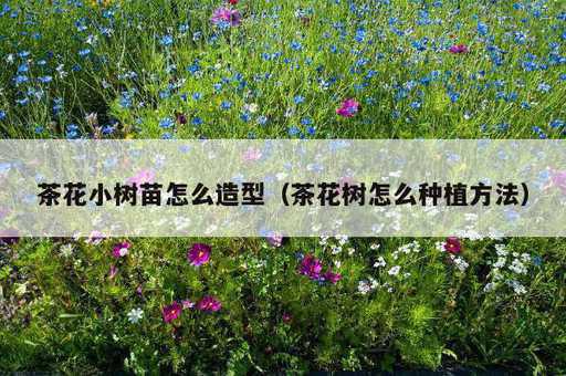 茶花小树苗怎么造型？茶花树怎么种植方法