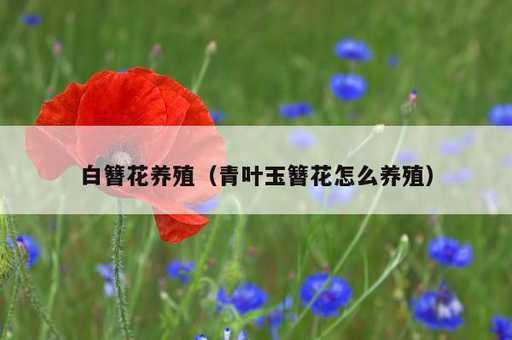 白簪花养殖？青叶玉簪花怎么养殖