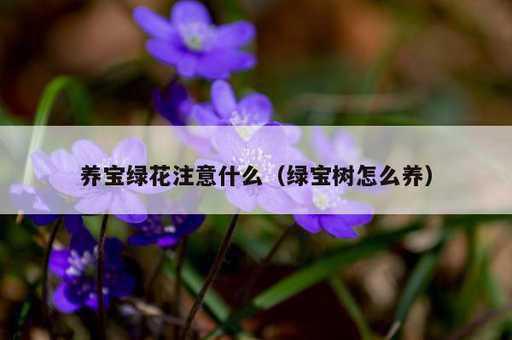 养宝绿花注意什么？绿宝树怎么养_https://www.86362.com_资讯_第1张