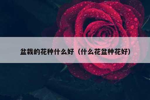 盆栽的花种什么好？什么花盆种花好_https://www.86362.com_资讯_第1张