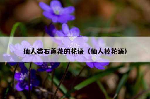 仙人类石莲花的花语？仙人棒花语_https://www.86362.com_资讯_第1张