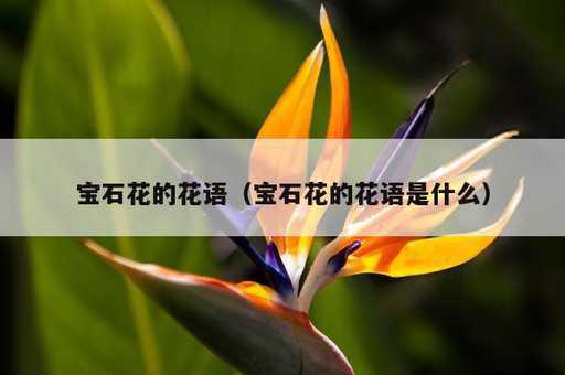 宝石花的花语？宝石花的花语是什么_https://www.86362.com_资讯_第1张