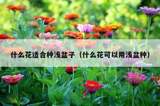 什么花适合种浅盆子？什么花可以用浅盆种_https://www.86362.com_资讯_第1张