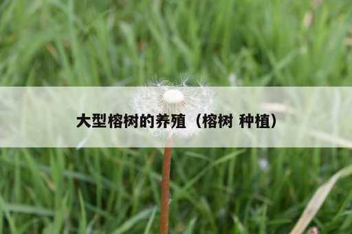 大型榕树的养殖？榕树 种植