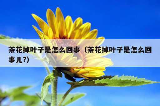 茶花掉叶子是怎么回事？茶花掉叶子是怎么回事儿?_https://www.86362.com_资讯_第1张