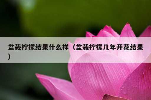 盆栽柠檬结果什么样？盆栽柠檬几年开花结果_https://www.86362.com_资讯_第1张