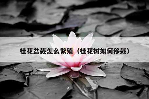 桂花盆栽怎么繁殖？桂花树如何移栽_https://www.86362.com_资讯_第1张