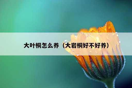 大叶桐怎么养？大岩桐好不好养_https://www.86362.com_资讯_第1张