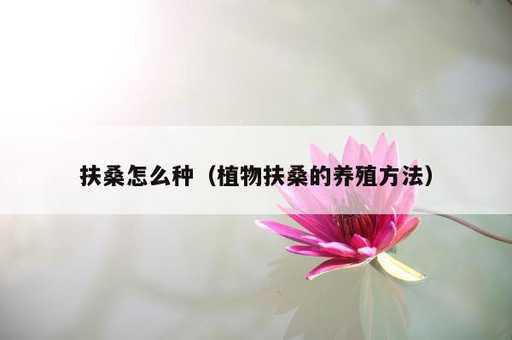 扶桑怎么种？植物扶桑的养殖方法_https://www.86362.com_资讯_第1张