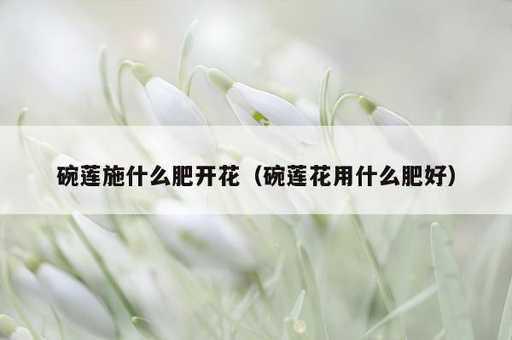 碗莲施什么肥开花？碗莲花用什么肥好_https://www.86362.com_资讯_第1张