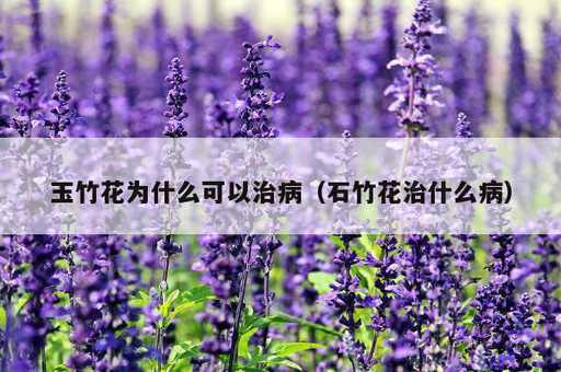 玉竹花为什么可以治病？石竹花治什么病_https://www.86362.com_资讯_第1张