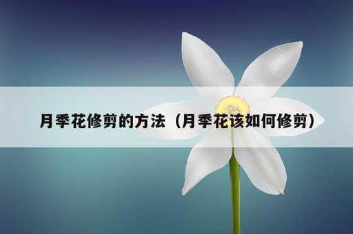 月季花修剪的方法？月季花该如何修剪