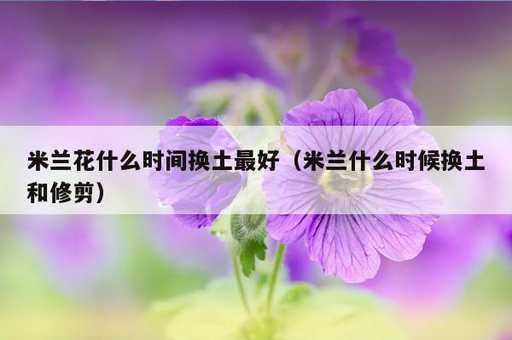 米兰花什么时间换土最好？米兰什么时候换土和修剪_https://www.86362.com_资讯_第1张