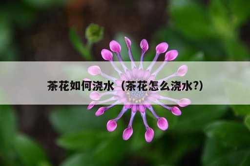 茶花如何浇水？茶花怎么浇水?