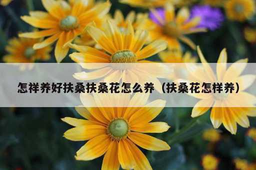 怎祥养好扶桑扶桑花怎么养？扶桑花怎样养