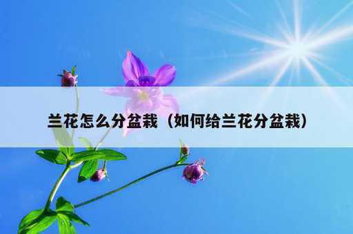 兰花怎么分盆栽？如何给兰花分盆栽_https://www.86362.com_资讯_第1张