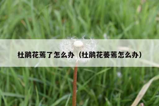 杜鹃花蔫了怎么办？杜鹃花萎蔫怎么办