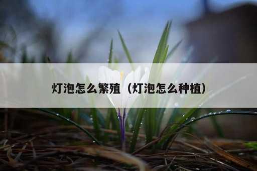 灯泡怎么繁殖？灯泡怎么种植_https://www.86362.com_资讯_第1张