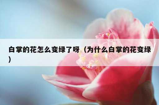 白掌的花怎么变绿了呀？为什么白掌的花变绿