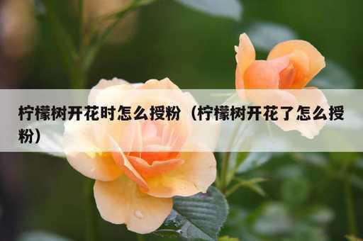 柠檬树开花时怎么授粉？柠檬树开花了怎么授粉_https://www.86362.com_资讯_第1张