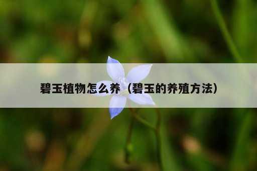 碧玉植物怎么养？碧玉的养殖方法