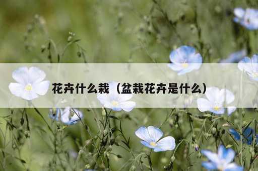 花卉什么栽？盆栽花卉是什么