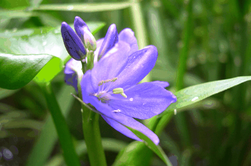 雨久花花语：此情不渝，天长地久