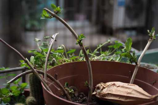 金银花怎么繁殖，金银花的四种方法_https://www.86362.com_养殖_第2张