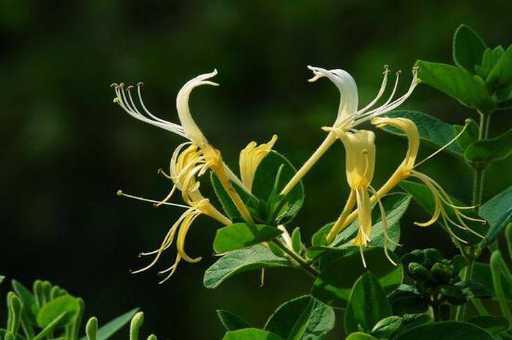 金银花怎么繁殖，金银花的四种方法_https://www.86362.com_养殖_第6张