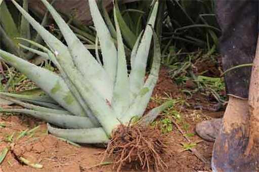 芦荟怎么种植，芦荟种植方法技巧_https://www.86362.com_养殖_第1张