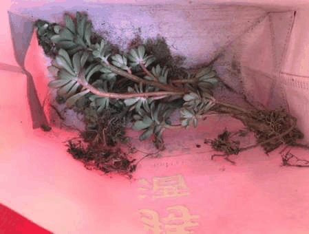 红稚莲种植方法步骤，捡回来的修整一番，上盆