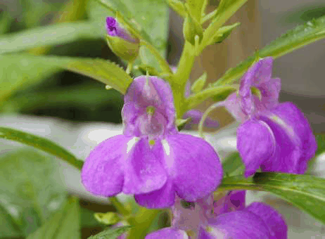 凤仙花有毒吗？凤仙花的作用价值